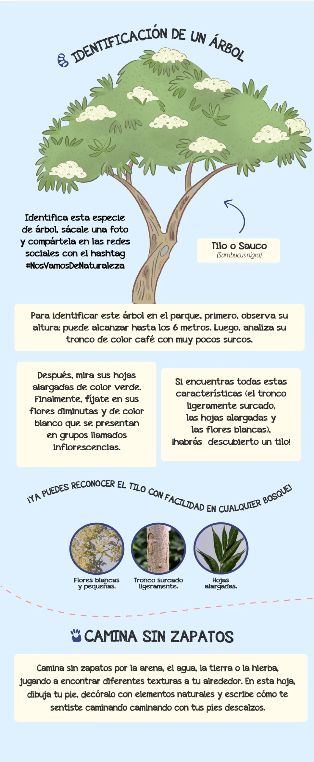 arbol-las-cuadras